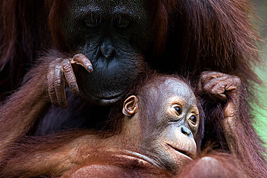 猩猩,黑猩猩,幼仔,母亲,檀中埠廷国立公园,婆罗洲,马来西亚,印度尼西亚