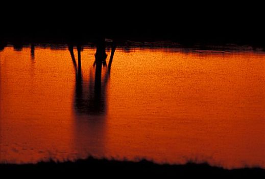 日落,埃托沙国家公园,纳米比亚