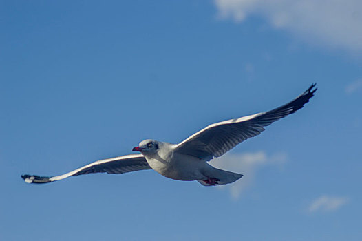 洱海飞翔的海鸥