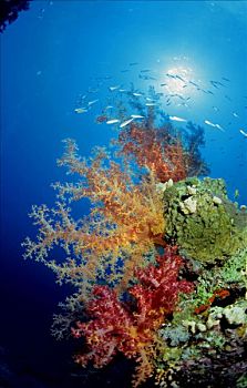 软珊瑚,埃及,红海