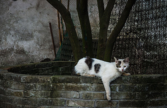 流浪猫