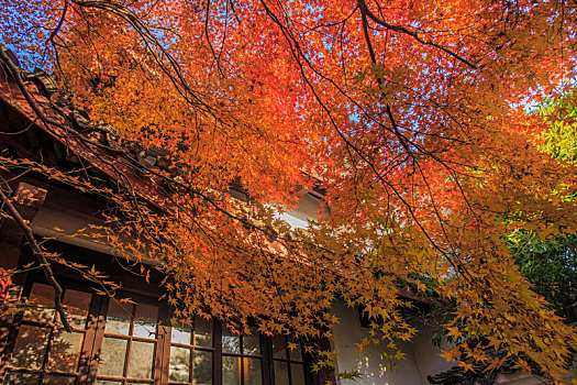 金秋开元寺