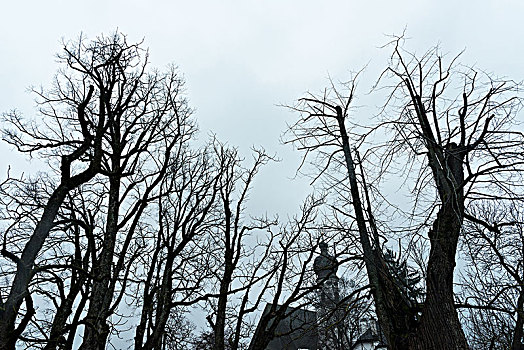 秃头,树,正面,教堂,巴伐利亚,德国
