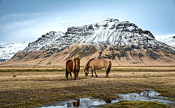 两个,冰岛马,马,小河,正面,积雪,山,南,冰岛,欧洲