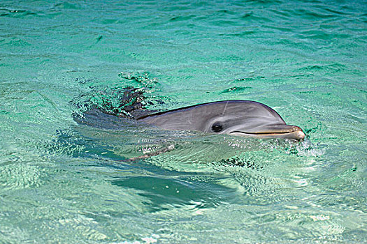 瓶鼻海豚,海豚,成年,游泳,洪都拉斯,中美洲,北美
