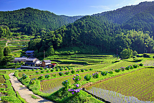 阶梯状,盛开,八仙花属,稻米,芽