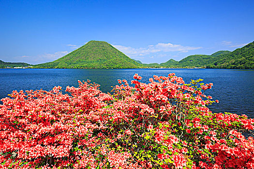 湖,杜鹃花,群马县