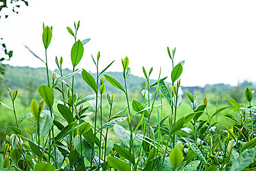 茶树