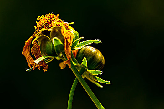 黄花