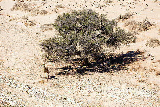航拍,长颈鹿,小动物,干燥,河,纳米比诺克陆夫国家公园,纳米比亚,非洲