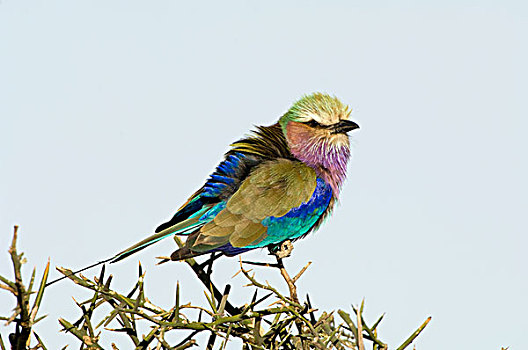 紫胸佛法僧鸟,紫胸佛法僧,恩格罗恩格罗,坦桑尼亚,非洲