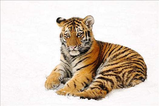 西伯利亚虎,幼兽,东北虎,雪中