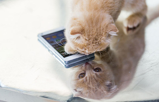 特写,苏格兰折耳猫,小猫,智能手机