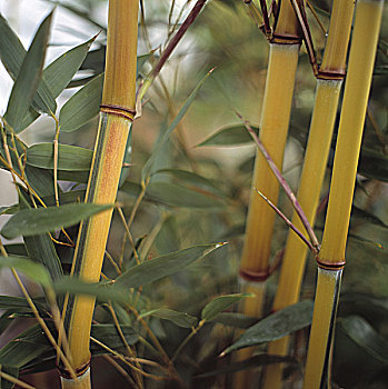 特写,竹子,植物