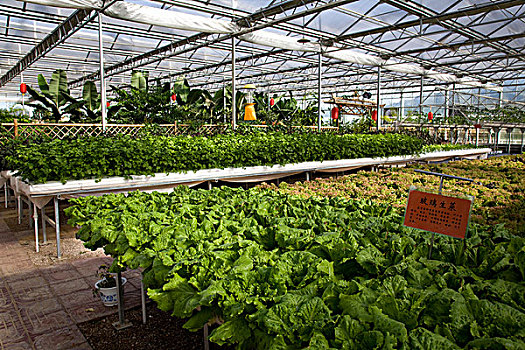 现代农业,生态园,大棚,温室,蔬菜,有机蔬菜
