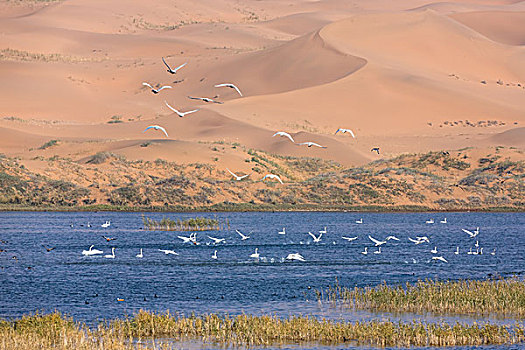 迁徙沙漠中的天鹅