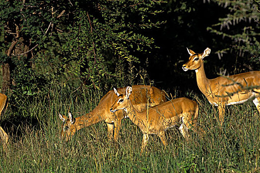 坦桑尼亚,塞伦盖蒂,黑斑羚,雌性