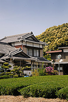 茶园,传统,农舍,静冈,日本,亚洲