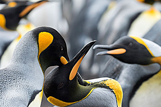 帝企鹅,福克兰群岛,南大西洋,示爱