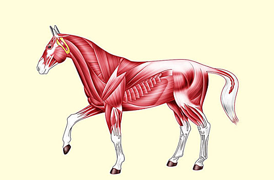 马,身体部位,肌肉,文字