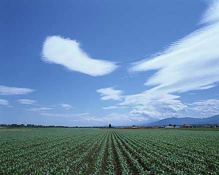 玉米田,朴素