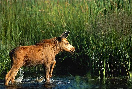 驼鹿,幼兽,站在水中,靠近,高草,安大略省,加拿大