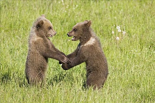 幼兽,玩,棕熊