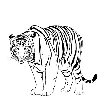 虎,凝视,受害者,走,黑白,矢量