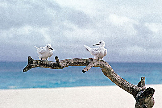 塞舌尔,小燕鸥,伴侣