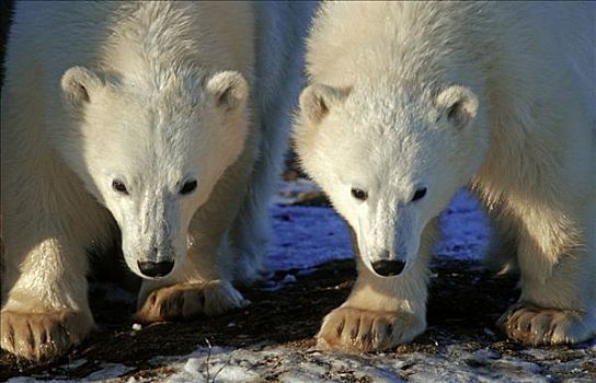 两个,年轻,北极熊,幼兽,哈得逊湾,加拿大,北美