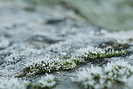 霜,遮盖,苔藓