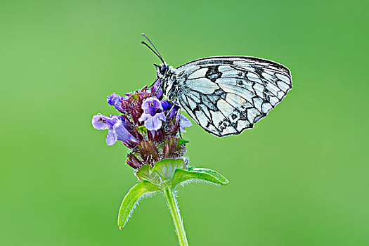 白蝴蝶,蝴蝶,紫花,巴伐利亚,德国