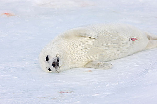 鞍纹海豹,幼仔,冰,魁北克,加拿大