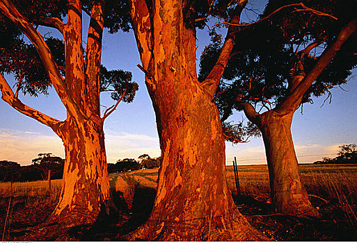 树,农田,巴罗萨峡谷,澳洲南部,澳大利亚