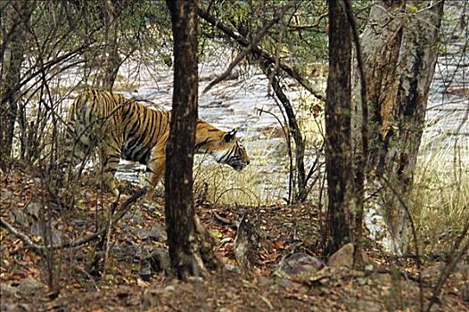 虎,走,树林,伦滕波尔国家公园,拉贾斯坦邦,印度