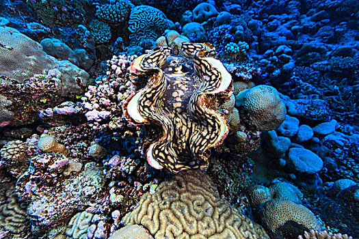 水下视角,巨蛤,环礁,库克群岛
