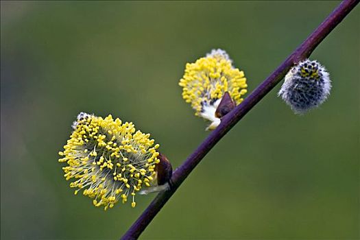 银柳,黄花柳,品种