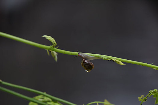 美丽的蜗牛