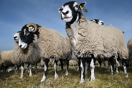 家羊,成群,站立,高沼地,坎布里亚,英格兰,英国,欧洲