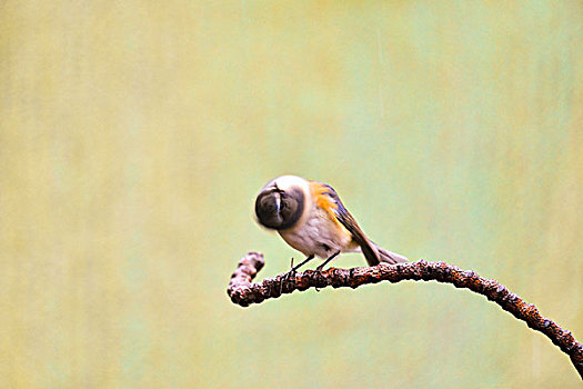红肋蓝尾鸲雄鸟