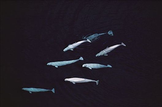 白鲸,群,航拍,加拿大西北地区,加拿大