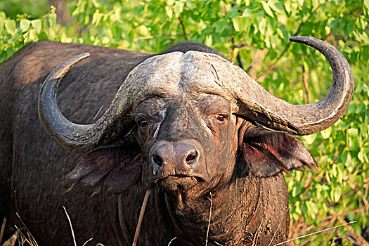 非洲,水牛,头像,克鲁格国家公园,南非