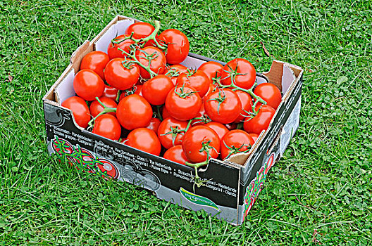 盒子,西红柿,板条箱,绿色,草坪