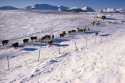 牛,靠近,山峦,艾伯塔省,加拿大