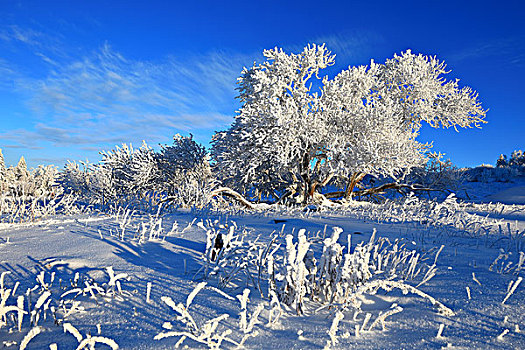 雪岭雪凇冬季美