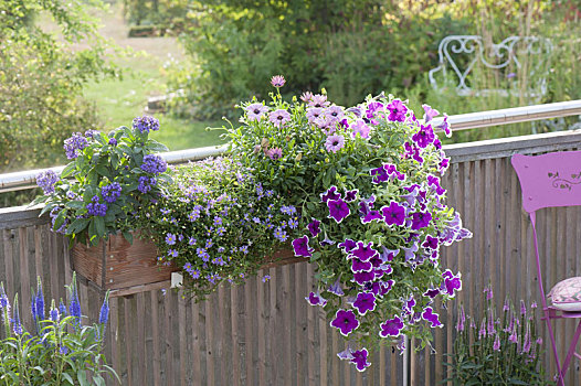 露台,盒子,矮牵牛花属植物,紫色