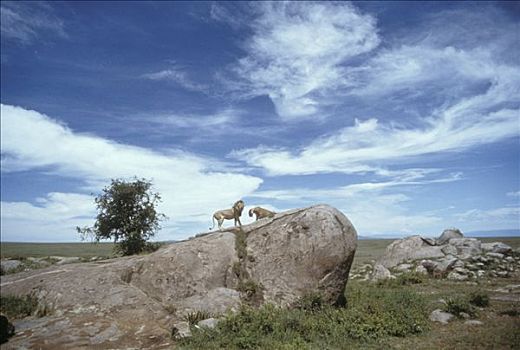 非洲狮,狮子,一对,岩石,岩层出露,塞伦盖蒂国家公园,坦桑尼亚