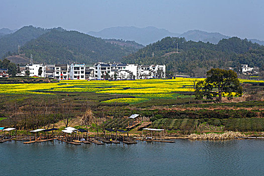 婺源,春天,油菜花,徽派,建筑,河流,月亮湾,山峦,风景,风光,乡村,美丽