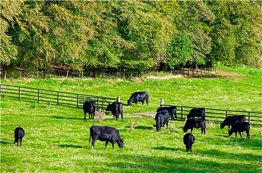 母牛,放牧,翠绿,地点,英格兰
