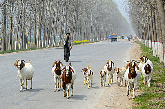 马路上的羊群